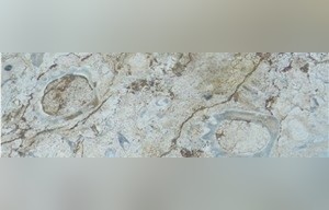 Hadspen Stone