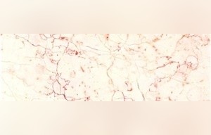 Ivory Rosalia Marble
