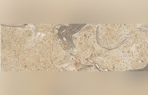 Jerusalem Sea Shells Limestone