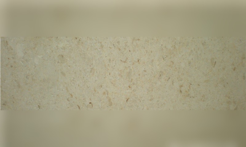 Jerusalem Shells Limestone