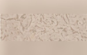 Leopardo Limestone