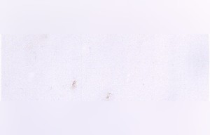 Lotus White Marble