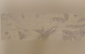 Mist Grey Limestone