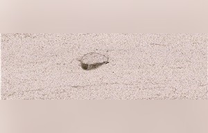 Moca Creme Grossa Limestone