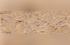 Monastir Limestone