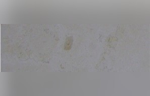 Moschee Limestone