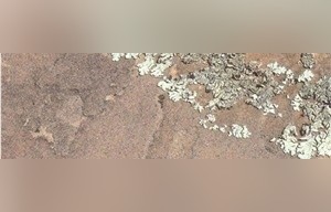 Moss Sandstone