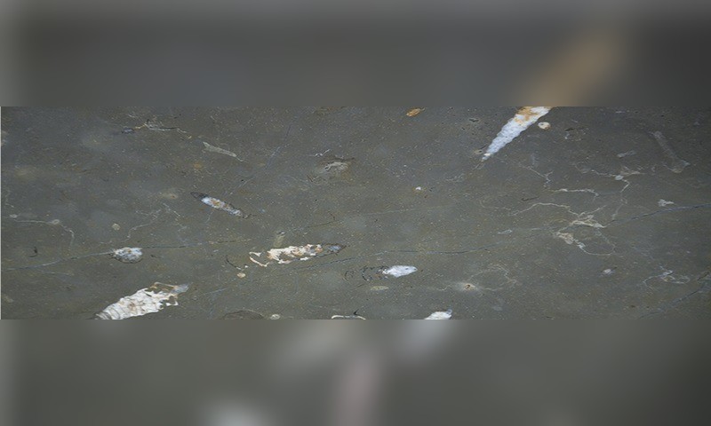Nerinea Marble