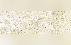 Olenivsky Limestone