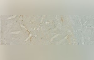 Orgita Mix Limestone