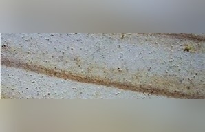 Palimanan Sandstone