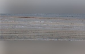 Palissandro Marble