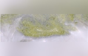 Paradise Jade Marble