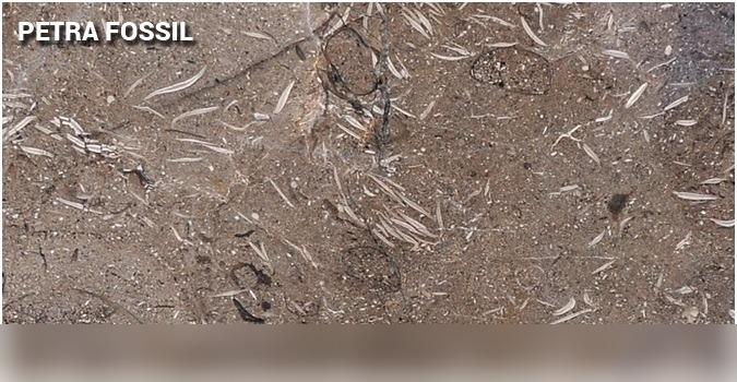 Petra Fossil Marble