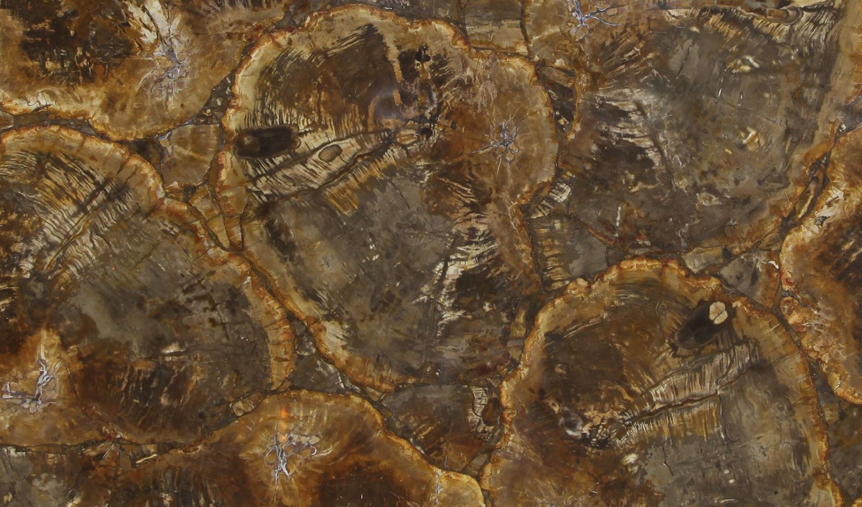 Petrified Wood Beige