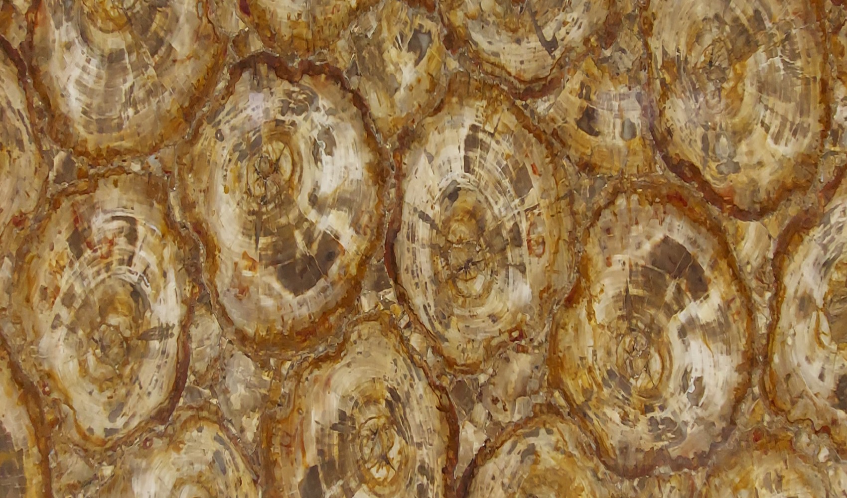 Petrified Wood Brown