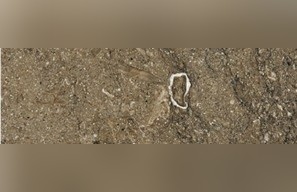 Rasotica Limestone