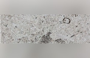 Reval Limestone