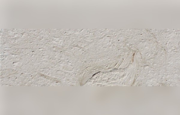 Shell Reef White Limestone