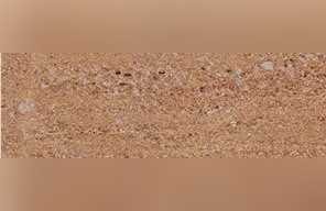 Shivpuri Sandstone