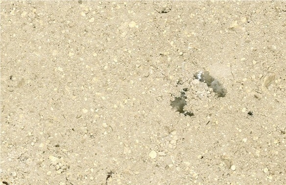 Sinai Pearl Light Limestone