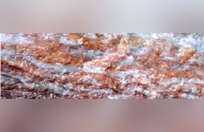 Spotted Comb Alabaster