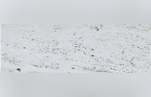 St. Caterina Bianco Travertine