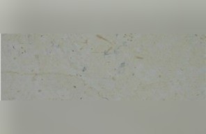 United Beige Limestone